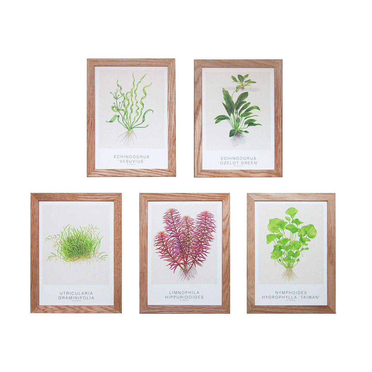 Portfolio med kunstkort for Tropica af freelance marketingkonsulent og freelance marketing konsulent i Randers Marketingsnedkeren