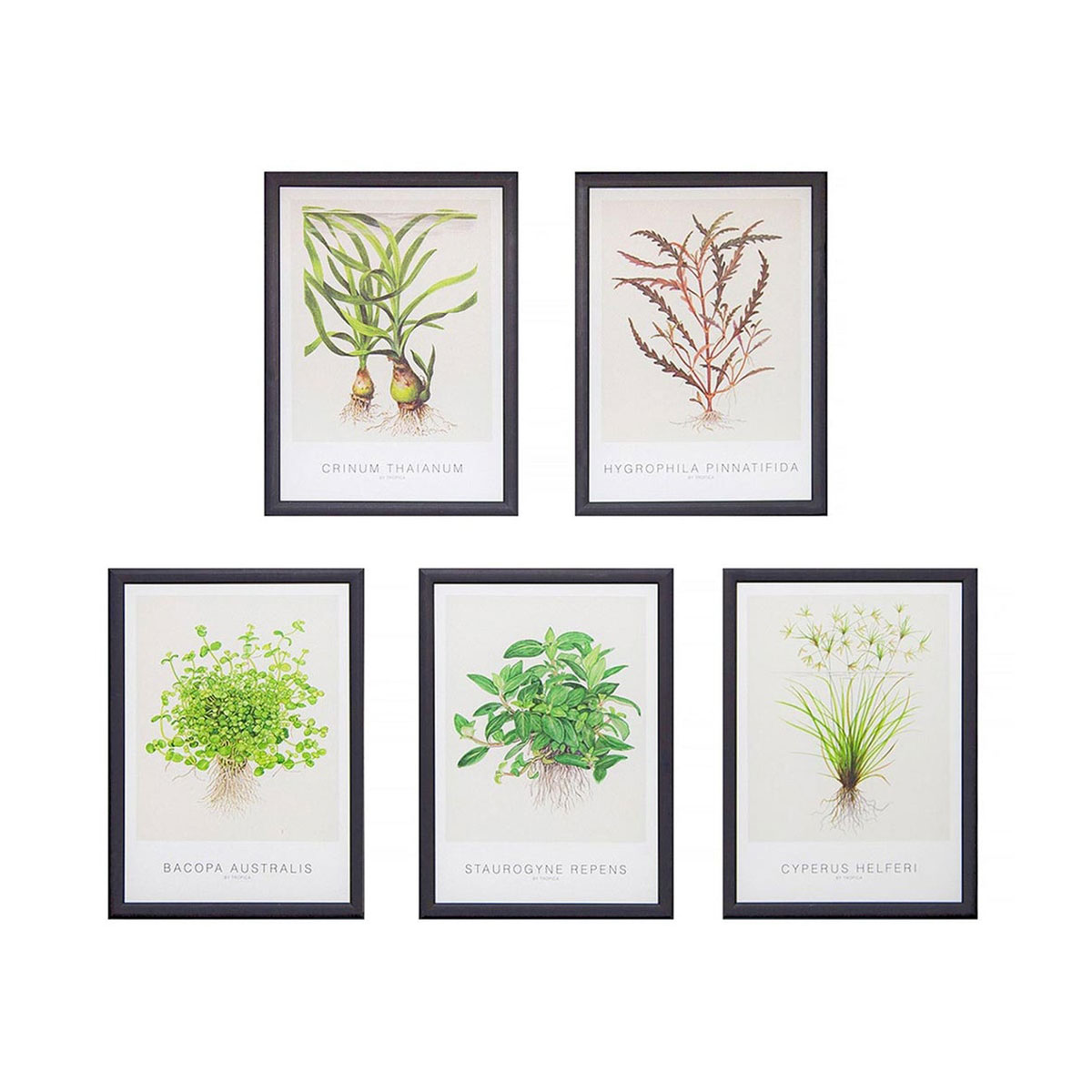 Portfolio med kunstkort for Tropica af freelance marketingkonsulent og freelance marketing konsulent i Randers Marketingsnedkeren