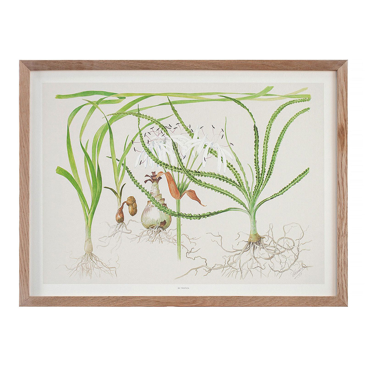 Portfolio med plakater for Tropica af freelance marketingkonsulent og freelance marketing konsulent i Randers Marketingsnedkeren