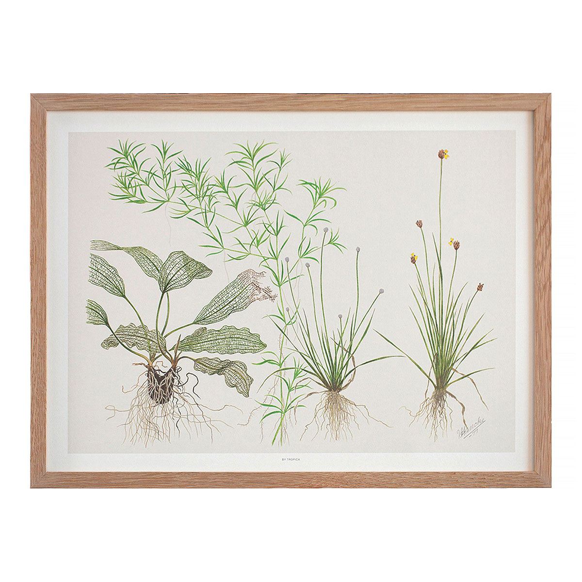 Portfolio med plakater for Tropica af freelance marketingkonsulent og freelance marketing konsulent i Randers Marketingsnedkeren